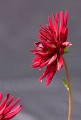 Roy King, Flower Study