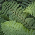 Nina Ludwig, Tree Fern Detail