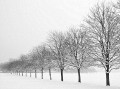 Peter Boughton, Trees In Snow