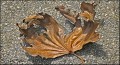 Rex Bamber, Fallen Leaf