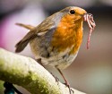 John McIllmurray, Fat Robin