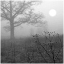 Nina Ludwig, Morning Fog