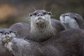 Grace Kwong, Nosy Otters