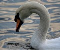 Martin Shorey, Evening Swan