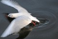 Wally Conquy, Tern