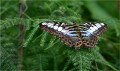 Anthony Dilley, Blue Clipper, Parthenos Sylvia