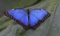 Frank Edwards, Blue Morpho