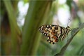 Anthony Dilley, Citrus Swallowtail, Papilio Demodocus