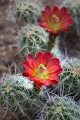 Nina Ludwig, Claret Cup Cactus Arizona