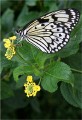 Anthony Dilley, Tree Nymph, Idea Leuconoe