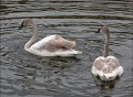 Roy King, Trumpeter Swans