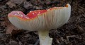 Ray Roberts, Fly Agaric Seldon Wood