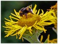 Pollen Collecting, Derrick Pitcher