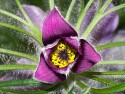 Eric Knowler, Pulsatilla