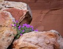 Nina Ludwig, Desert in bloom