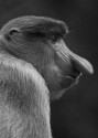 Grace Kwong, Proboscis monkey