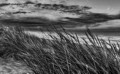 Paul Wenham, View from the dunes