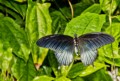 Dave Quarty, Resting Butterfly