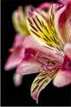 M Farley, Alstroemeria Lily