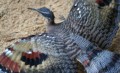 David Beard, Sun Bittern