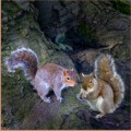 Nina Ludwig, Two is Company