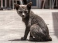 Street Kitten - Agadir, Dave Newman