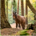 New Forest Pony, Paul Heester