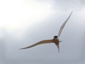 Arctic Tern with Catch, Paul Heester