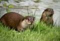 Otters, Mike Farley