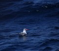 Red Billed Tropicbird Phaethon aethereus, Tina Nuthall