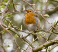 Robin Singing Its Heart Out, Wally Conquy