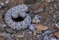 Santa Catalina Rattlesnake Crotalus catalinensis, Tina Nuthall