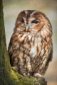 Tawny Owl, Rose Atkinson