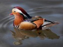 Tom Sherrin, Mandarin Duck