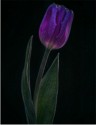 Tulip, Mike Farley