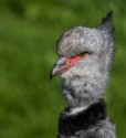 Crested Screamer, David A Beard