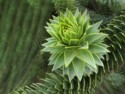 Monkey Puzzle, Nina Ludwig