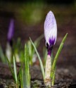 Crocus, Peter Boughton