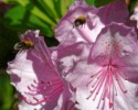 A Pair of Flying Tree Bumblebees (Bombus hypnorum), Graham Land