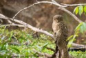 Brown Fish Owl - Ketupa zeylonensis, Tina Nuthall