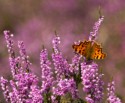 Comma Butterfly, Paul Heester