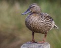 Female Mallard, David A Beard