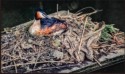 Great Crested Grebe (Podiceps cristatus) Nesting on Canal Rubbish, Bill Yates