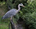 Grey Heron, David A Beard