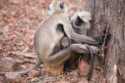 Grey Langur - Semnopithecus, Tina Nuthall