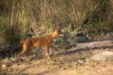 Indian Dhole - Cuon alpinus, Tina Nuthall