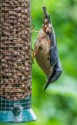 Nuthatch, David A Beard