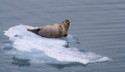 Ringed Seal, Graham Cluer