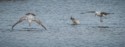 Young Gulls Diving, Rose Atkinson