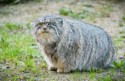 Pallas's cat (otocolobus manul), Peter Boughton